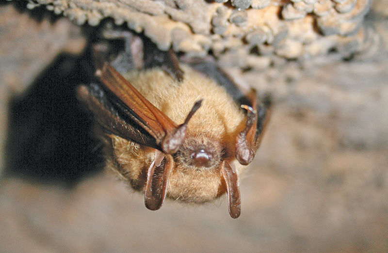 Tri-colored bat